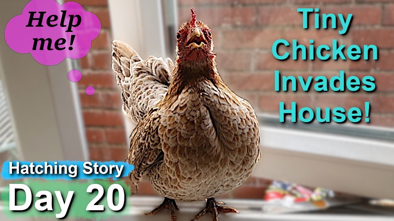 Pet Hen Hatching Tiny Chicks Day 20: Serama Hen On Desperate Mission To Invade House? Major Drama!