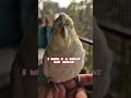 SUBSCRIBE!!! 🙃🙃 ... #ytshorts #shorts #birds