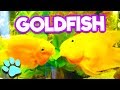 Goldfish Are The Best Fish | #thatpetlife
