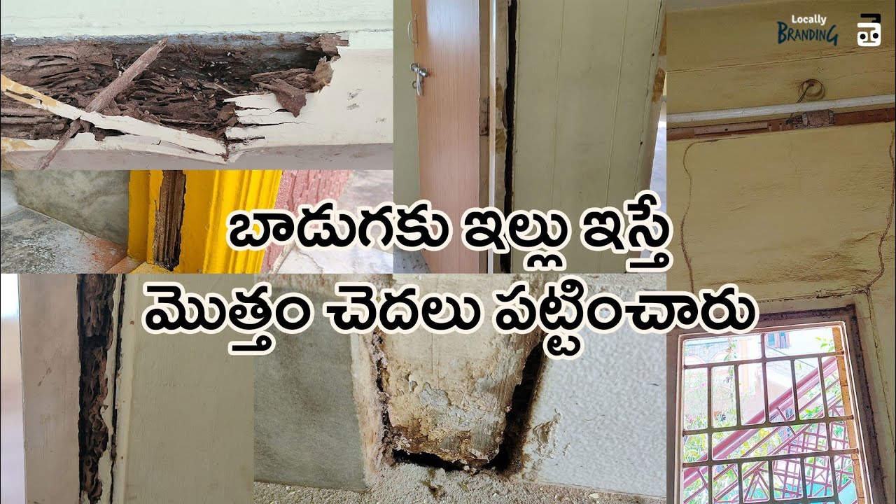 ఇంటికి చెదలు పడితే ఇలా చెదలు నివారించాలి I Pest Control in Home I