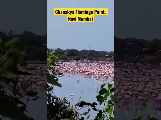 Video thumbnail: #flamingo #travelhappy #reels #2023shorts #travellerslife #exoticbird #flamingoes #indiatravel