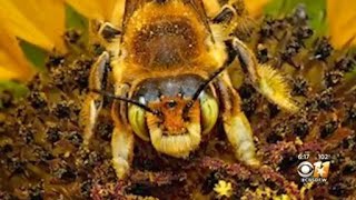 North Texas photographer's work shows the beauty of bugs