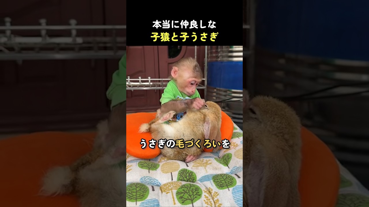 本当に仲良しな子猿と子うさぎ