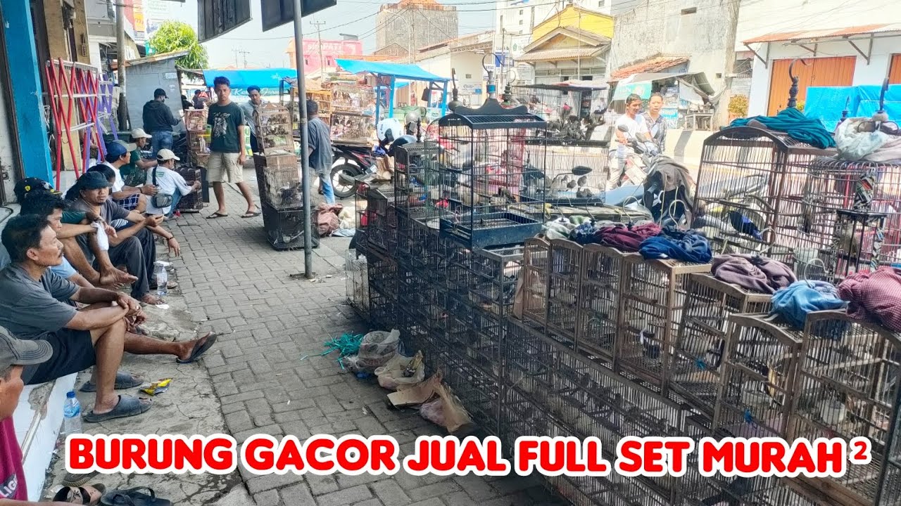 BURUNG GACOR JUAL FULL SET MURAH ²