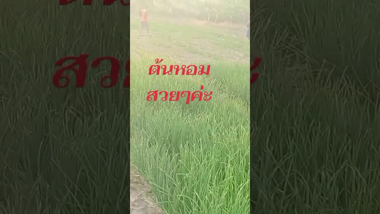 สวัสดีค่ะ🙏 วันนี้พามาเดินชมสวนของคุณยายค่ะ#ฝากรับชมด้วยนะคะ♥️