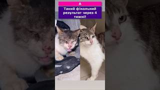 лікуємо в котика демодекоз