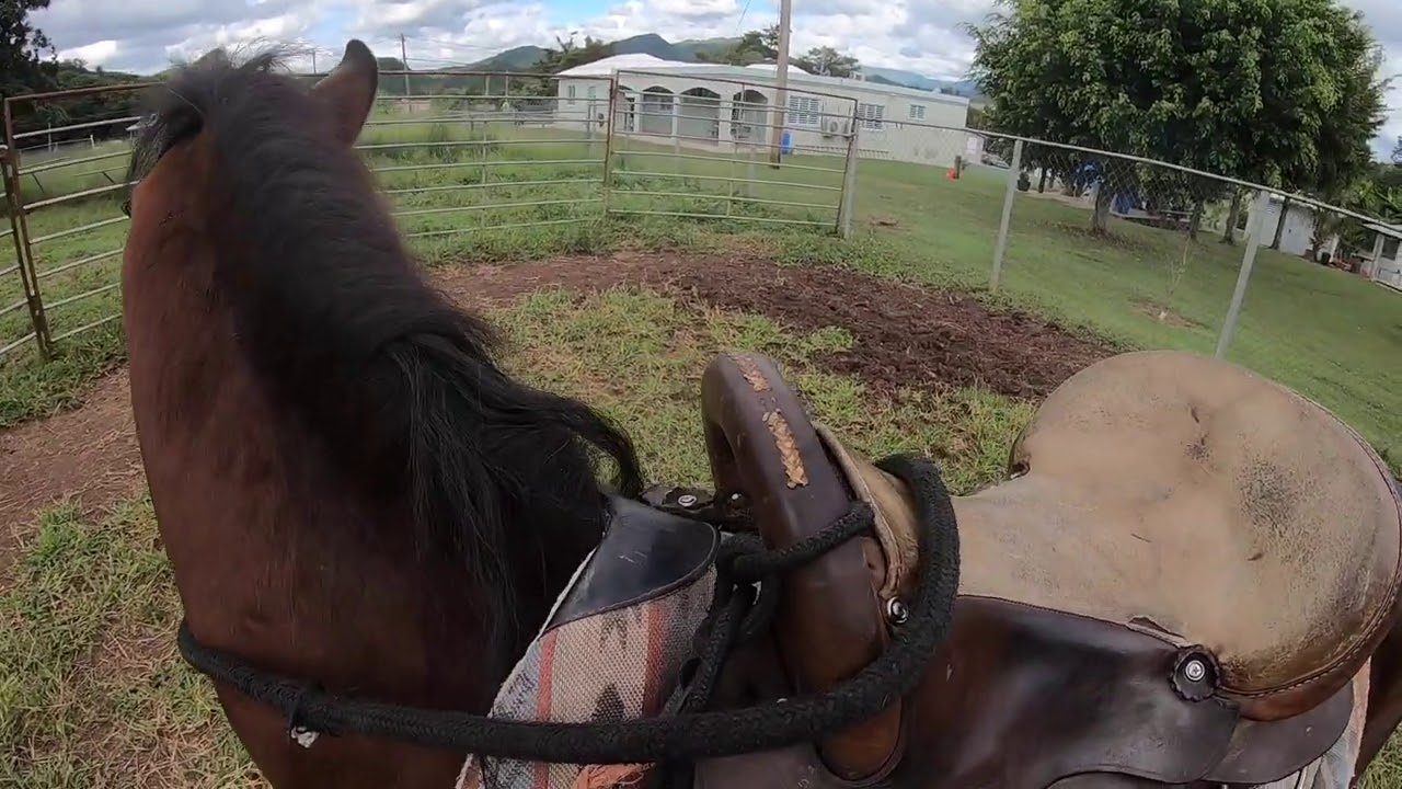 Como sacarle paso a un potro trotón?