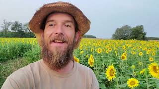 Sunflower Field Tour and How to Monetize Your Sunflower Field.