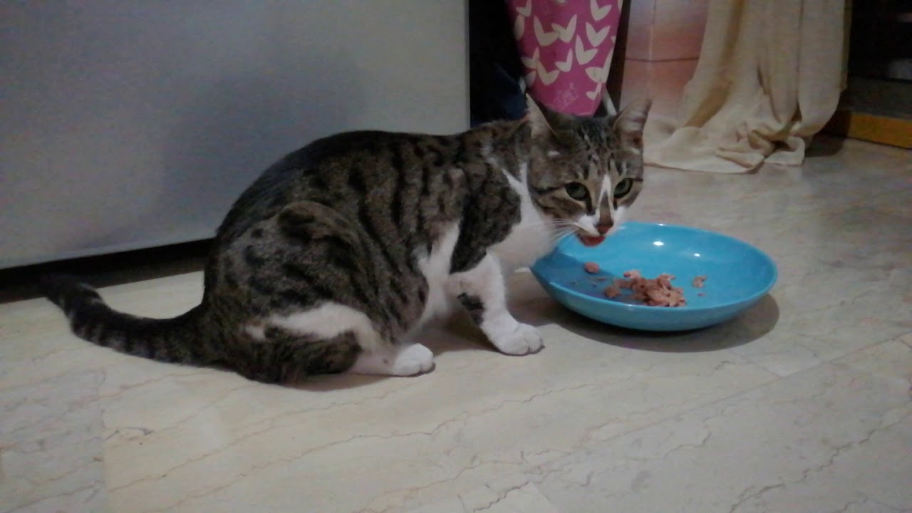 can a cat eat canned tuna