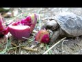Desert tortoise baby eating a prickly pear fruit