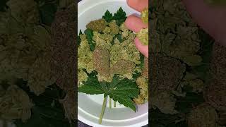 My "Spring Greens Special" salad recipe  🌲  🥗 (is it good?)