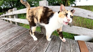 三毛猫、茶シロ猫、キジトラ猫が小さな橋の上に集合してモフらせてくれた
