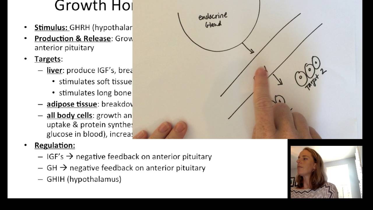 Lecture14 EndocrinePart2