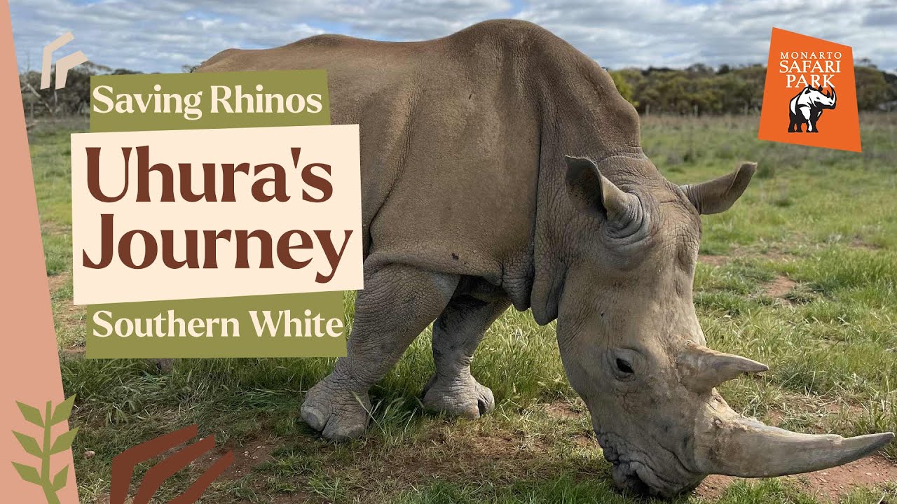 25 Years of Rhino Conservation at Monarto Safari Park: The Story of Uhura
