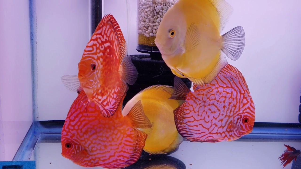 Discus Fish Malaysia shipment 3/1/19 Discusman YouTube