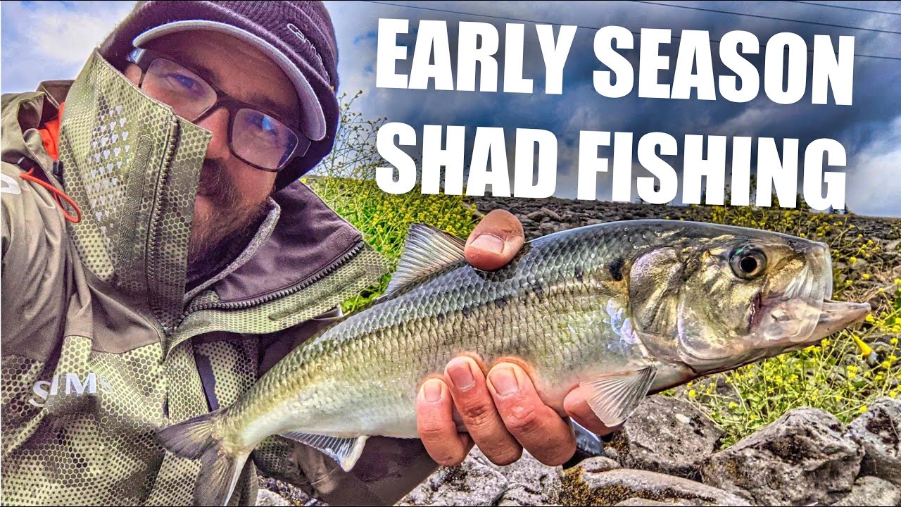 Bank Fishing Early Season American Shad [Bonneville Dam] YouTube