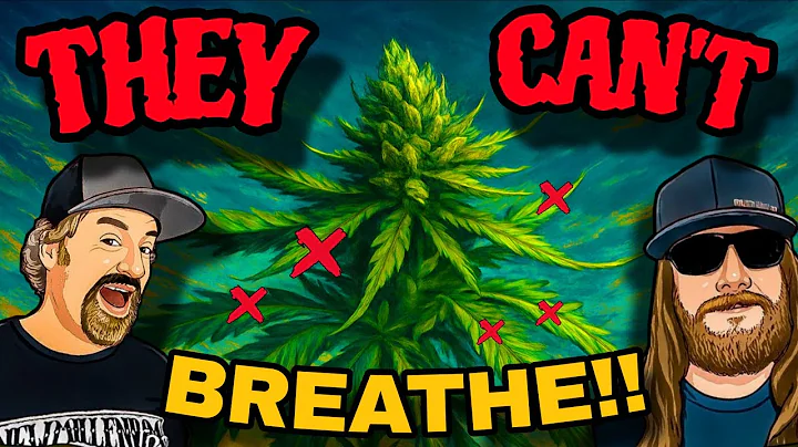 This One Process Changes How We Understand Cannabis Growing