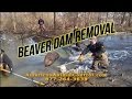 Beaver Dam Busting! Wait for 3:15!!