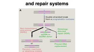 Famous MCB 182 Lecture 4.3 - Gene editing (non CRISPR-Cas9) Net Worth
