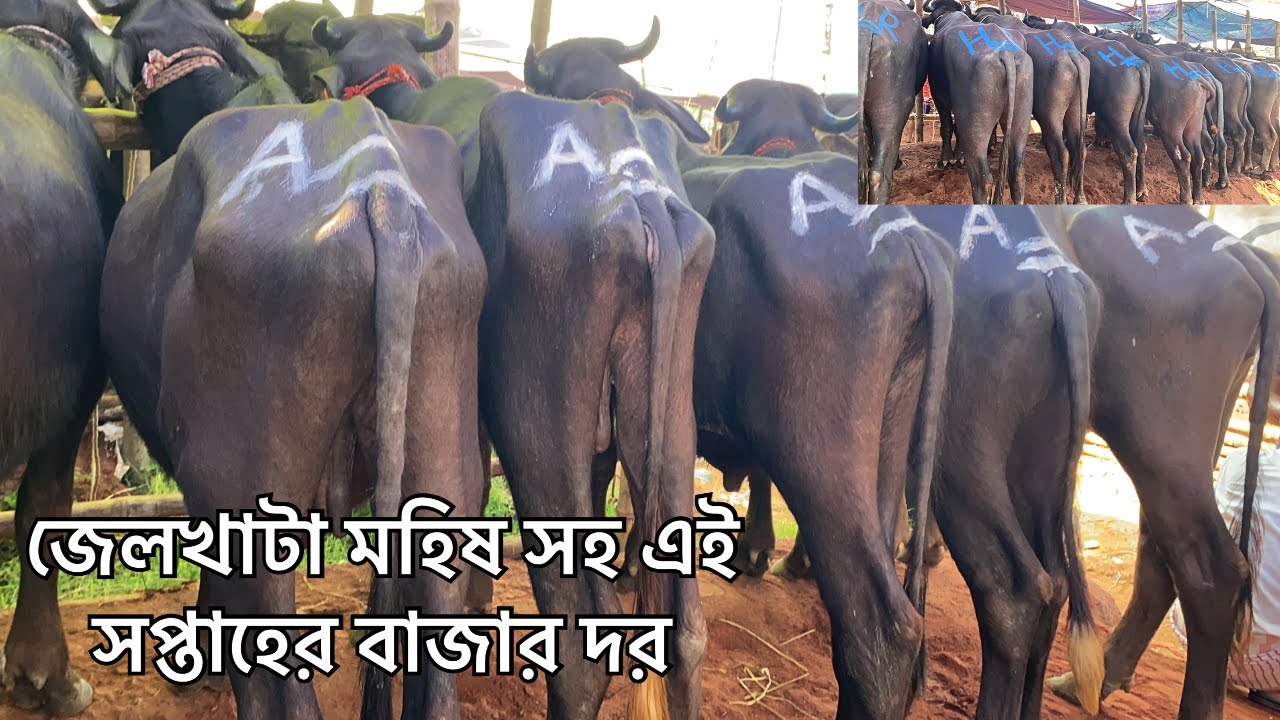 জেলখাটা মহিষ সহ এই সপ্তাহের বাজার দর | সিটি হাট রাজশাহী 