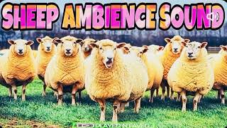 Farm Sheep Ambience Sound Effect