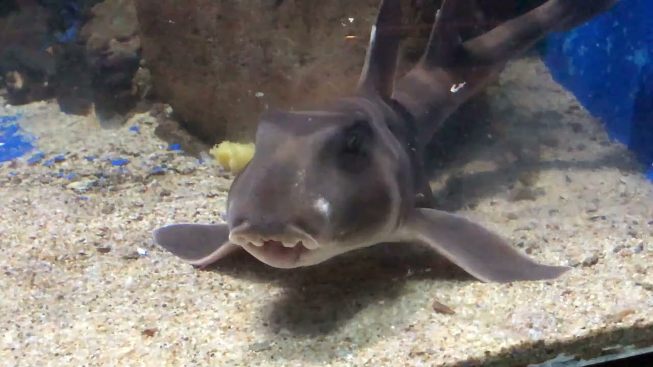 ネコザメ　餌付け済み　約40センチ エサを食べるネコザメ【越前松島水族館】 - YouTube