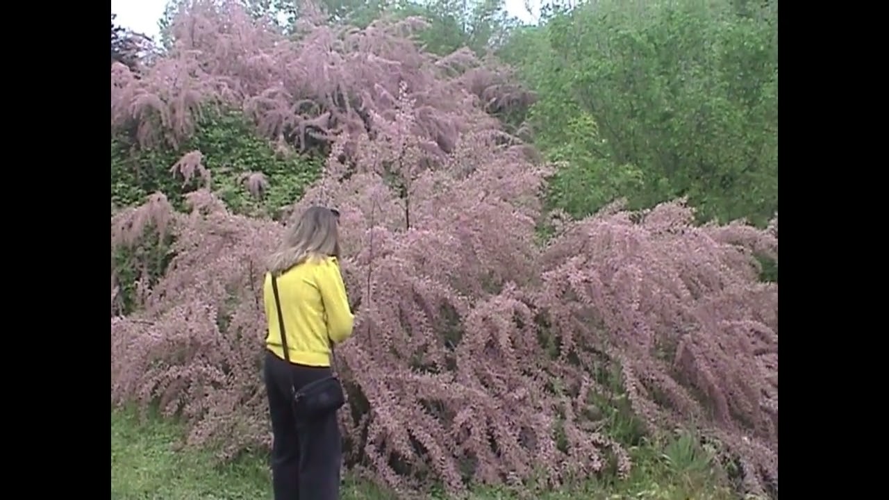 Sony DCR PC100E outdoor test footage