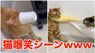 笑い猫 笑い猫の5分間怪談