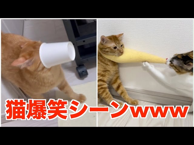 Laughing Cat Owners' Laughs 2 (Hilarious Cat Scenes) - YouTube