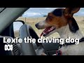 Lexie the driving dog is a jack russell who thinks she’s an Aussie sheepdog 🐕🚗 | ABC Australia