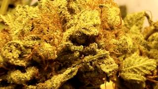 Casey Cured Macro