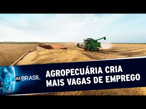 Agropecuária foi o setor que mais criou vagas de emprego no 1º semestre | SBT Brasil (29/07/20)