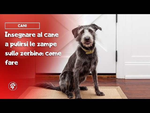Come pulire le zampe al cane senza infastidirlo  Qua la Zampa  (Educazione/addestramento cani) 
