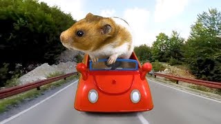 Hamster juega en el  parque |  Cuy Cuy | Le gusta manejar carro | LUNA MIA MASCOTAS