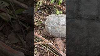 Party’s in the brier patch #thecedarridgechronicles #snappingturtle
