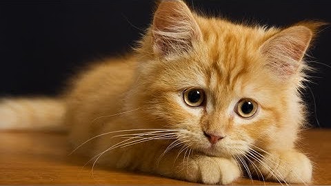 Котики Грустят Sad Cats Грустный Котик  | МурКотики 4