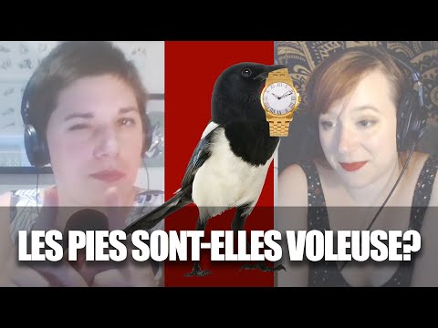 La pie est-elle voleuse? - Bonus live éthologie- La Rediff #8
