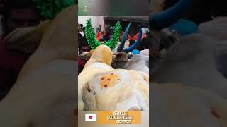 Ntr Gundumani The Legentvellore Earuthukattu Rasigan Chennal Office Page