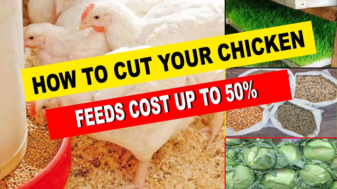 How to Cut down Costs of feeding your chickens up to 50%. - YouTube