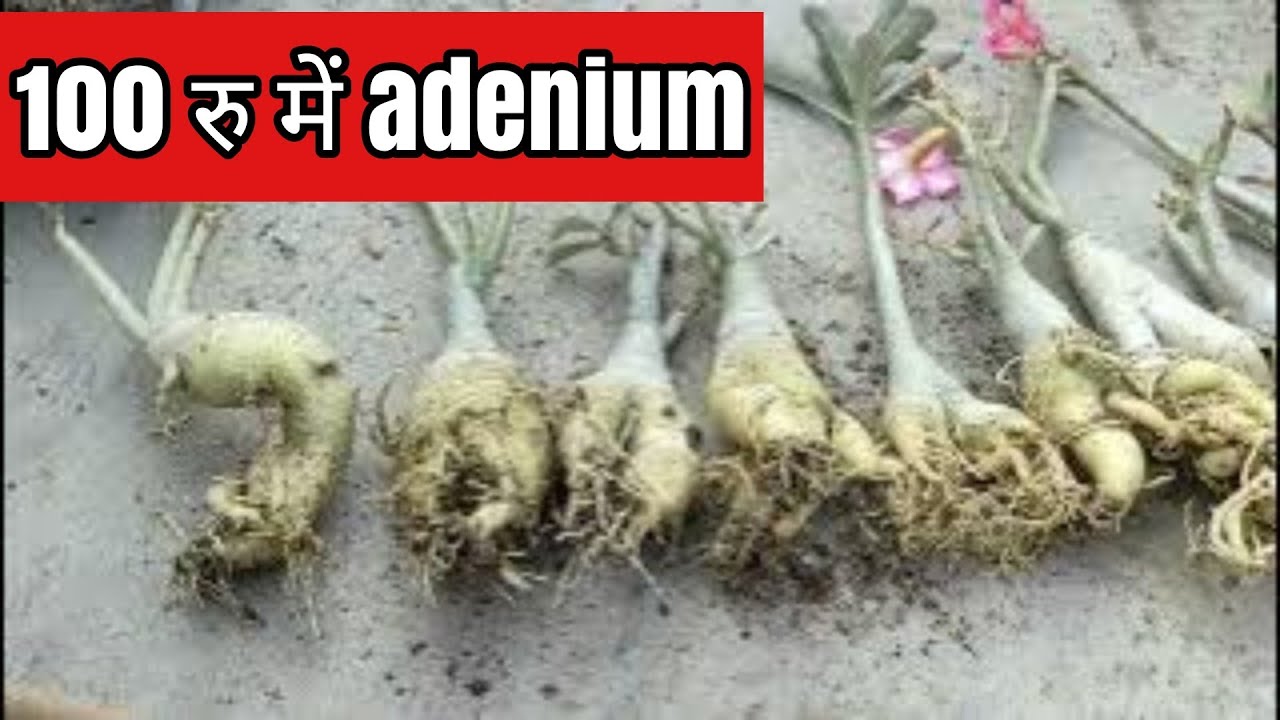 Adenium plants  in 100 rupees 