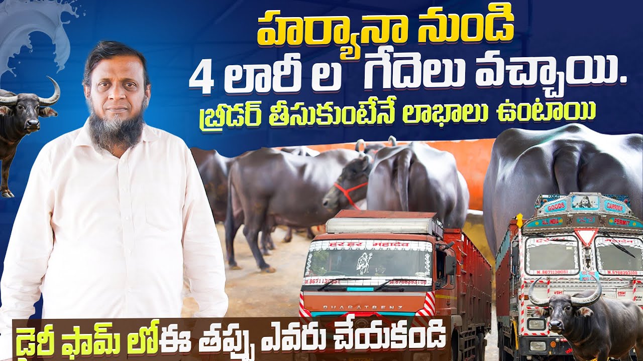 హర్యానా నుండి 4 లారీ ల గేదెలు వచ్చాయి. డైరీలో ఈ తప్పు ఎవరు చేయకండి|Dairy farm|@karshakavani7049 