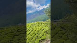 #munnar #teaplantations #greenery