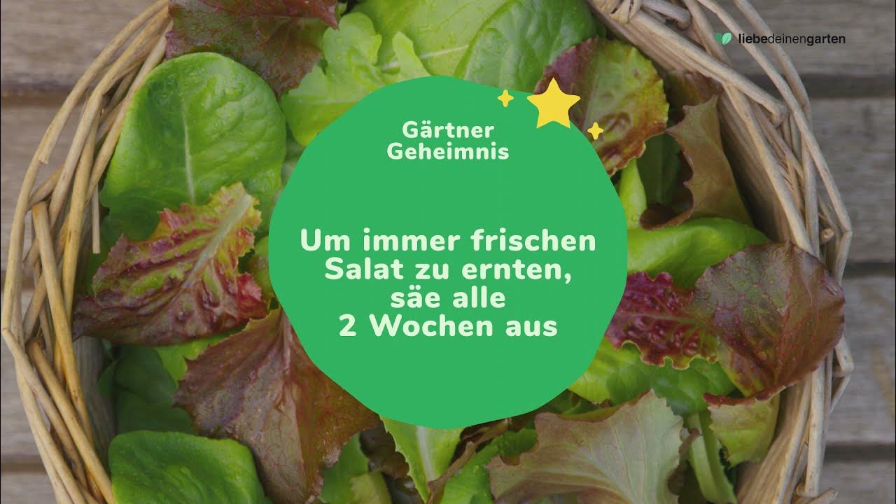Salat aussäen, pflegen und ernten das ganze Jahr YouTube