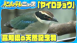 [The Elusive Bird] Natural Monument "Pittilla japonica" on Public Display in Kochi Prefecture