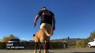 Pit Bull/Rottweiler Mix "Bluiit" | Epic Transformation | Dog Training Bay Area