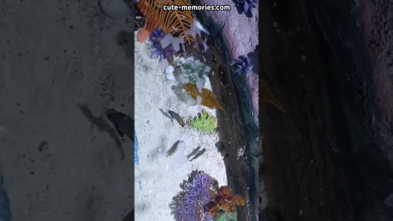 Dubai mall - underwater zoo small fishes 🐠