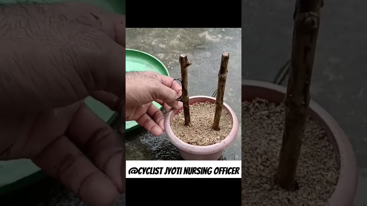 grow guave tree cutting using aloe vera rooting hormone 
