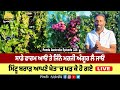 Grapes farming care in australia   pendu australia episode 326  mintu brar