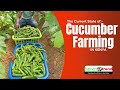 The Current State Of Cucumber Farming In Kenya