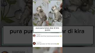 Download Lagu lemes banget cill #kucinglucu #catshorts #cat #kucing MP3